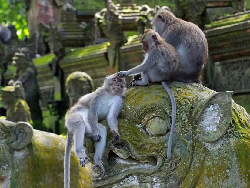 ubud_monkey_forest.jpg