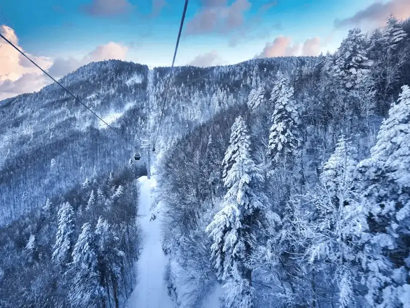 A scenic cable car ride through the snow-covered trees on Uludağ Mountain.