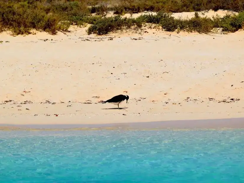 A lone bird forages along the tranquil, sunlit shores of Umm Malak, where the sea meets a sandy beach.