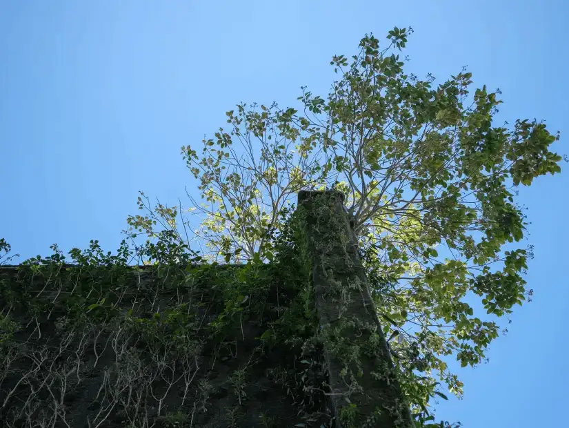 A wall covered in lush greenery with branches reaching towards a clear blue sky.