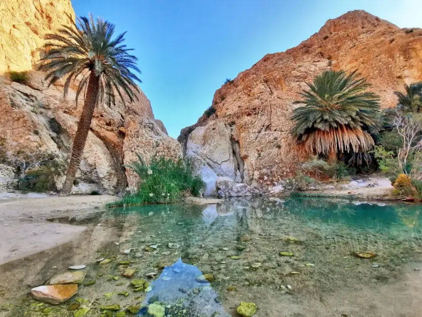 واحة الشبيكة.webp
