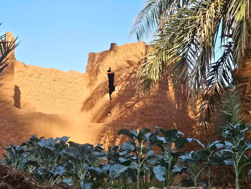 واحة تيميمون.jpg
