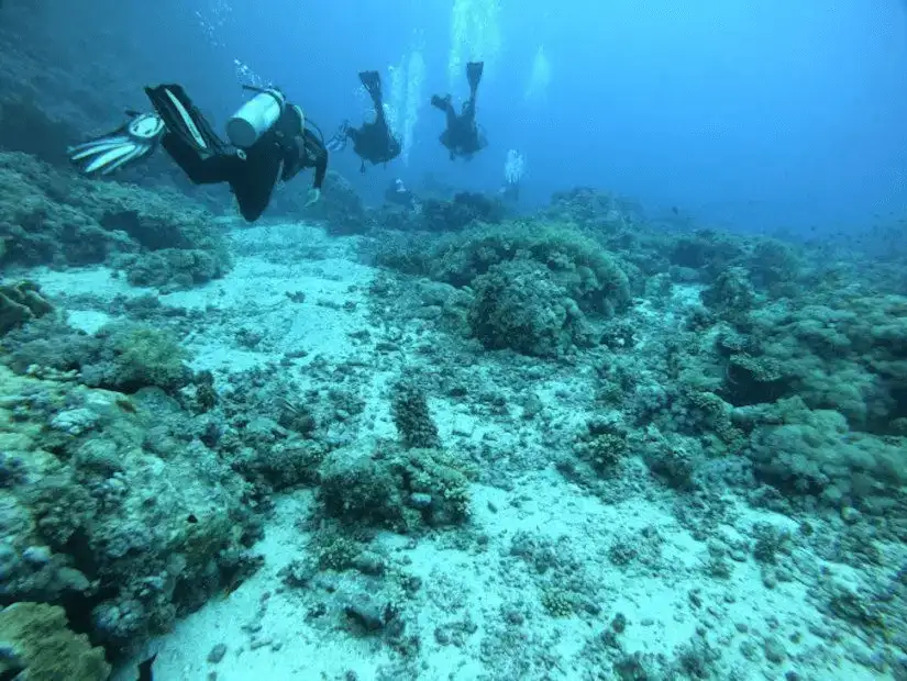 Scuba divers exploring a vibrant coral reef underwater.