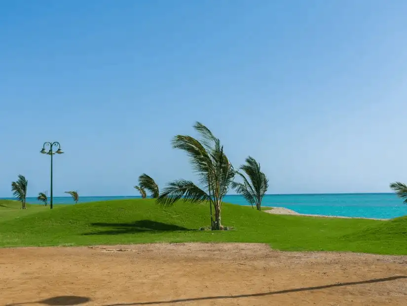 Palm trees swaying in the breeze on a grassy area by the turquoise sea.