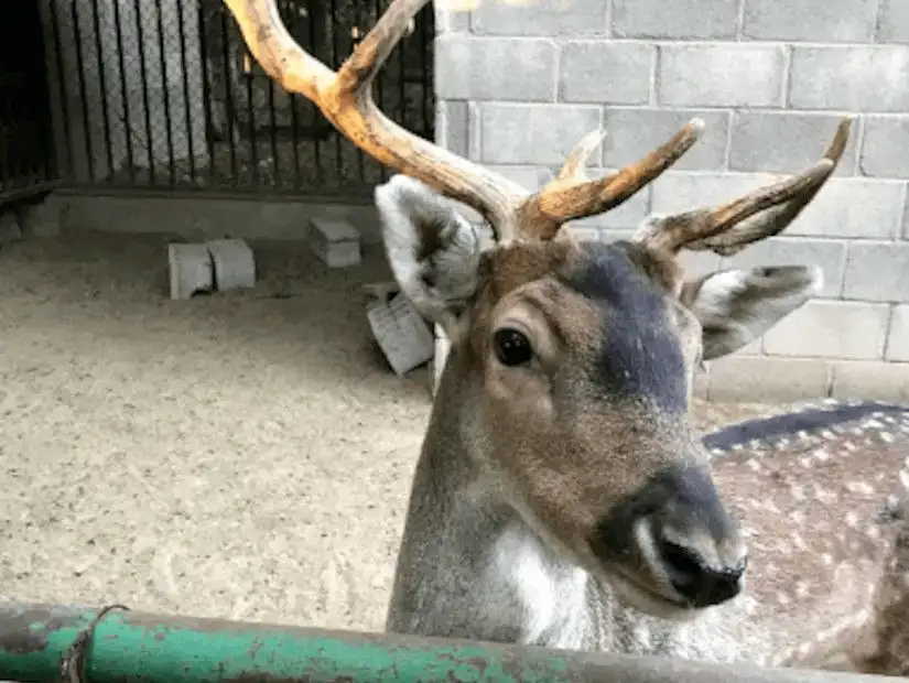 Close-up of a deer at the zoo in Khafji, with its antlers prominently displayed.